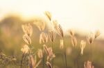 Vintage Photo Of Close Up Soft Focus A Little Wild Flowers  Stock Photo