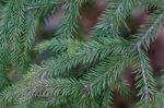 Spruce Tree Close-up Stock Photo