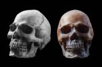 Skull On Black Background Stock Photo