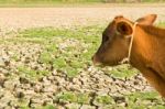 Cow And Cracked Earth Stock Photo