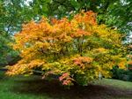 Acer Soccharinum Tree In Autumn Stock Photo