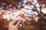 Hand Show Maple With Autumn Background Stock Photo