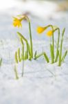 Daffodil Blooming Through The Snow Stock Photo