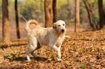 A Dog Explores The Forest In The Fall Stock Photo