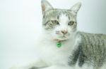 Cute Cat Portrait Wearing A Securitiy Collar In Relaxing Time Stock Photo