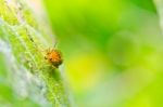 Orange Beetle In Green Nature Stock Photo