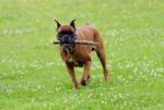 Boxer Dog Stock Photo