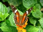 Orange Butterfly - Anarthia Amathea Roeselia Stock Photo