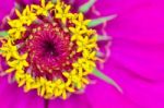 Macro Yellow Carpel On Pink Petals Stock Photo