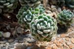 Succulent Plant Stock Photo