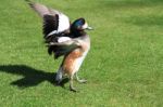 Duck Flapping His Wings Stock Photo