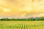 Landscape Of Corn Field And Wide Corn Farm With The Sunset Stock Photo