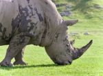 Image Of A Rhinoceros Eating The Grass On A Field Stock Photo