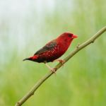 Male Red Avadavat Stock Photo