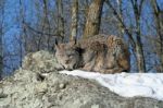 Canada Lynx Stock Photo