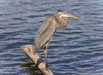 Image Of A Great Blue Heron Standing On A Log Stock Photo