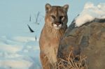 Cougar Stock Photo