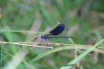 Blue Dragonfly Stock Photo