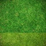 Fresh Green Grass Top View Stock Photo