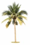 Coconut Tree Isolated On White Background Stock Photo