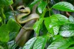 Green Snake Stock Photo