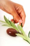 Stones And Olive Branch Stock Photo