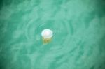 Beautiful Jellyfish Floating In The Sea Stock Photo