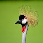 Grey Crowned Crane Stock Photo