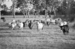 Country Cows Stock Photo