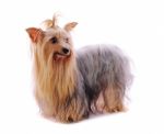 Yorkshire Terrier Stock Photo