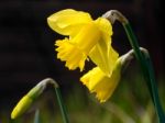 Daffodils After The Rain Stock Photo