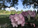 Flowers Rhododendron Stock Photo