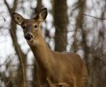 Beautiful Picture With A Deer In The Forest Stock Photo