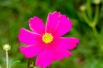 Cosmos Flower Stock Photo