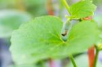 Yong Melon Seeding Damage By Insect Stock Photo