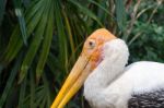 The Adult Endangered Milky Stork Stock Photo