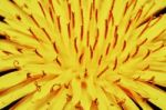 Yellow Dandelion Stock Photo