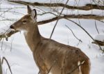 Beautiful Isolated Image With A Wild Deer In The Snowy Forest Stock Photo