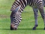 Isolated Photo Of A Zebra Eating The Grass Stock Photo