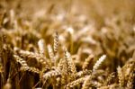 Gold Corn Field Stock Photo