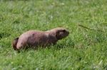 Prairie Dog (cynomys) Stock Photo