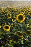 Sunflower Field Stock Photo