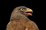 Rufous-winged Buzzard Stock Photo