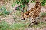 Leopard In The Wild Stock Photo