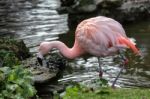 Chilean Flamingo (phoenicopterus Chilensis) Stock Photo