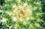 White Green Ornamental Cabbage Close Up Stock Photo