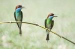 Blue-throated Bee-eater Stock Photo