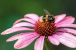 Bee On An Echinacea Stock Photo