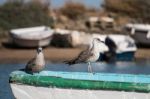 Anchored Boat With Seagulls Stock Photo