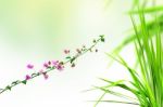 Pink Flower And Fresh Grass Stock Photo